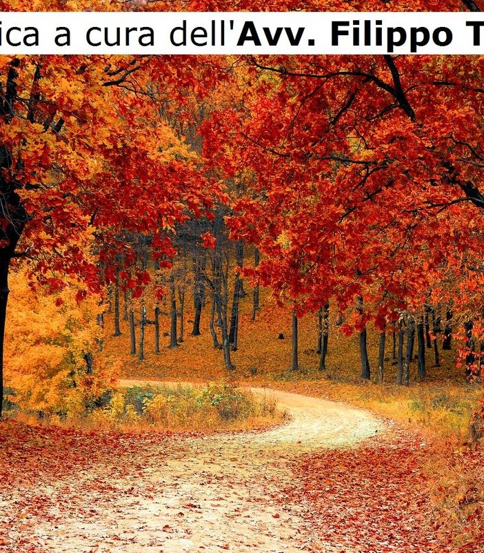 Salviamo gli alberi