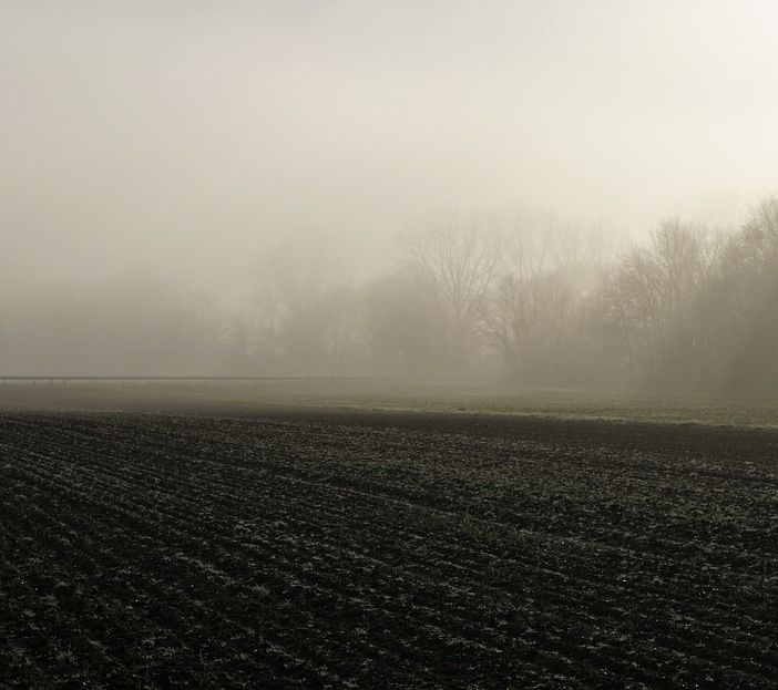 nebbia nel campo