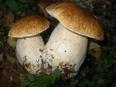 Il Parco Paleontologico rilascia i titoli per la raccolta funghi 2020