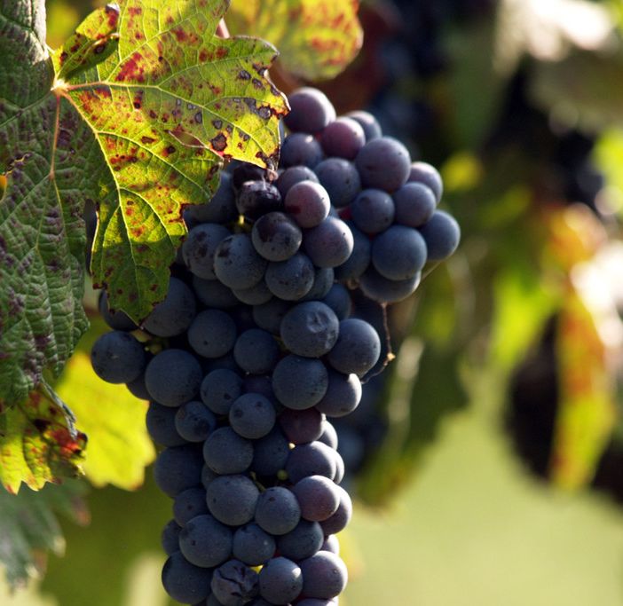 Nel fine settimana, Barbera d'Asti e 'bollicine' si incontreranno al castello di Uviglie