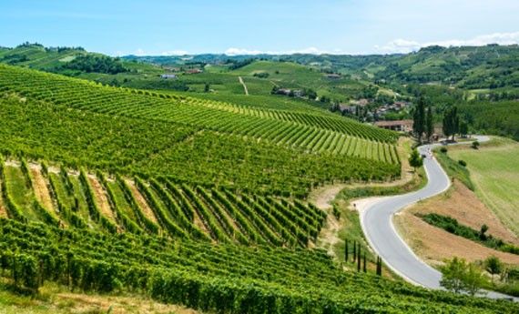 Nasce la Federazione Strade del Vino e dei Sapori del Piemonte