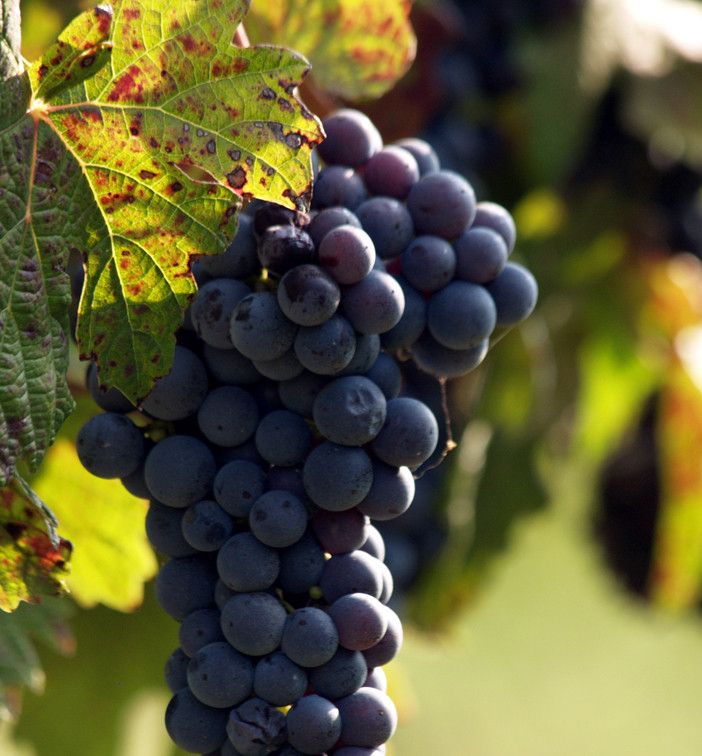 Vendemmia: nell’Astigiano produzione eccellente, ma in calo (-20%) rispetto all’anno scorso
