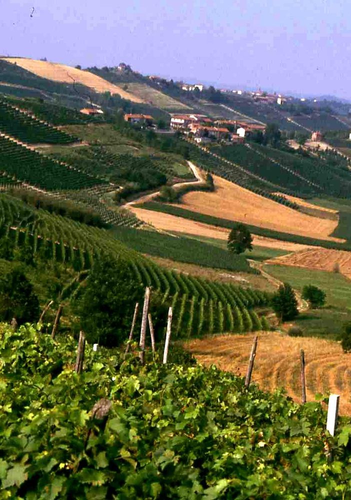 Moscato d'Asti, Barbera d'Asti e Brachetto d'Acqui sono in difficoltà. Ricagno (pres. Consorzio Brachetto): abbiamo chiesto lo stato di crisi alla Regione