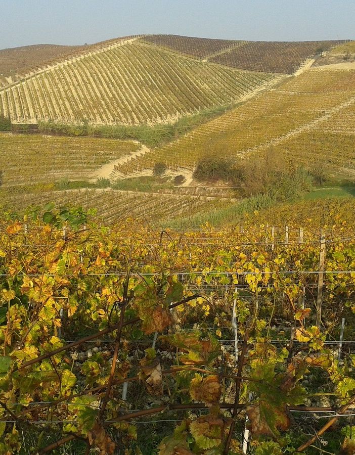 I vigneti di Langhe monferrato Roero