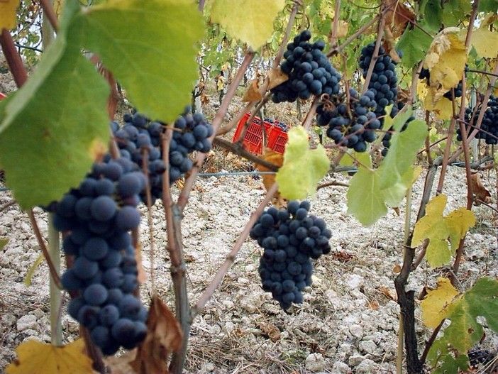 I 3 vitigni a bacca nera della Toscana da conoscere