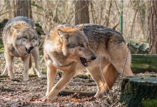 Aperto il bando regionale da 300 mila euro per il risarcimento dei danni causati dai lupi