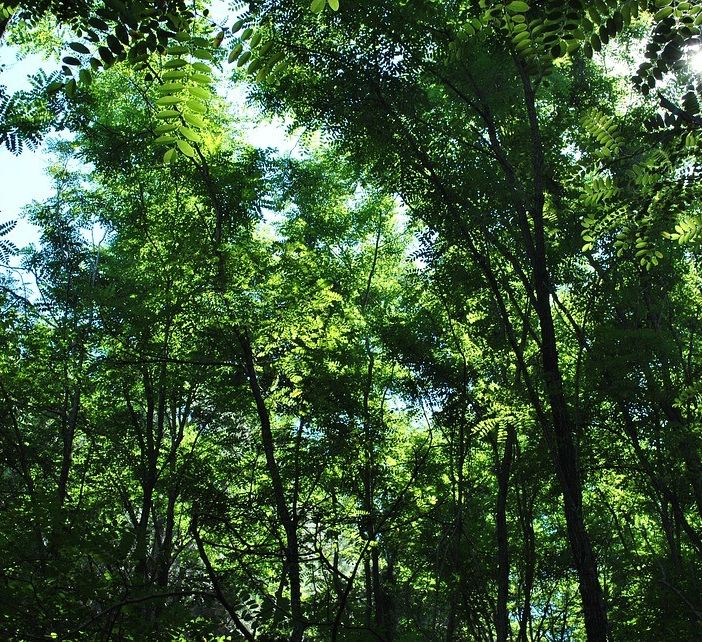 Festa dell’Albero 2019: da domani piantumazioni contro l’emergenza climatica