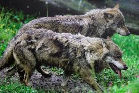 Lupi in Piemonte. Se ne parla questa mattina ad Asti. Come far convivere pacificamente questo animale e l'uomo?