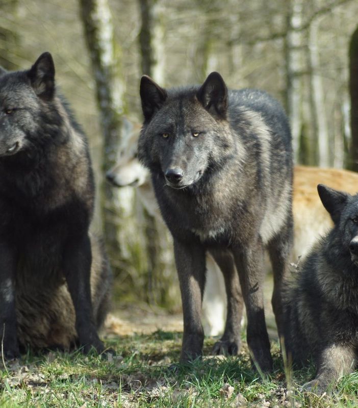 La Regione in sostegno degli allevatori piemontesi per i danni da predazione da lupi
