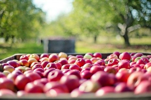 Agricoltura, l'assessore Protopapa: &quot;La Regione sostiene i Distretti del cibo&quot;