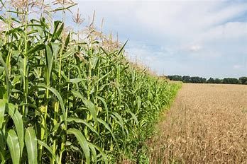 Ucraina: in Italia pronti a produrre 75 milioni ei quintali in più di mais e grano