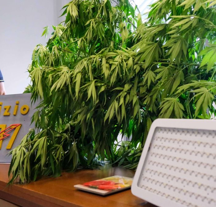 Coltiva marijuana tra Tonco e Montiglio, denunciato 'agricoltore' di Villadeati
