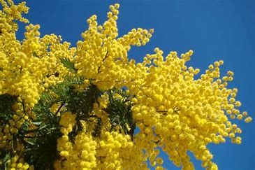 Mimosa e cielo. I colori dell'Ucraina
