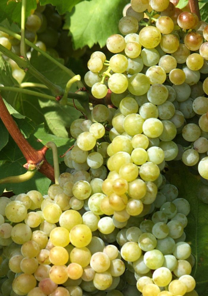 L’Associazione dei Comuni del Moscato chiede alla Regione misure a sostegno del comparto vitivinicolo