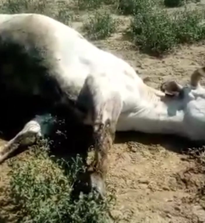 Un frame tratto dal video