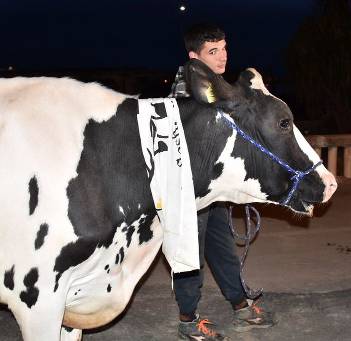 La mucca Ercolina, simbolo delle proteste, ieri sera a passeggio per Sanremo (Sanremonews)