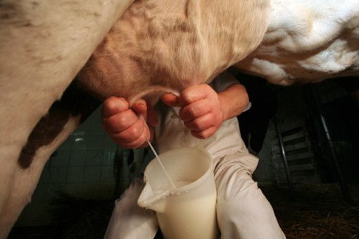 Confagricoltura sul prezzo del latte: &quot;Quotazioni in calo per gli allevatori, nessun beneficio per i consumatori&quot;