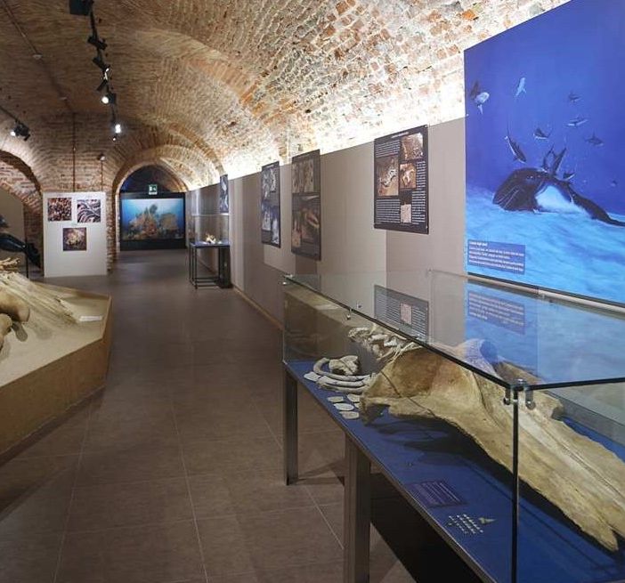 Una delle sale che compongono il Museo Paleontologico dell'Astigiano