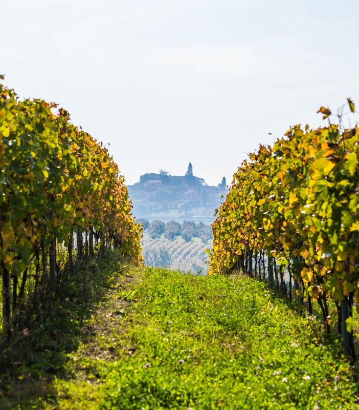 Nizza Docg: l'Associazione produttori chiude un 2023 da record