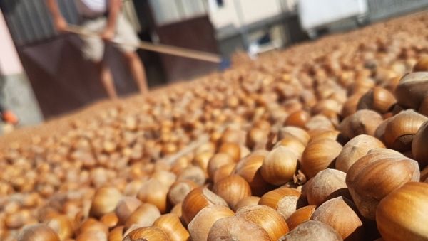 Nocciole: costituita la commissione sulla rilevazione del prezzo della Camera di Commercio di Alessandria – Asti.