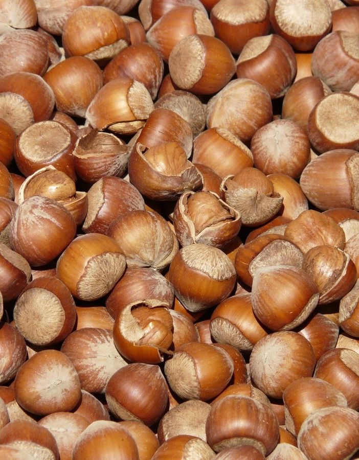Cia: &quot;Siccità e prezzi bassi stanno mettendo fuori mercato le nocciole piemontesi&quot;