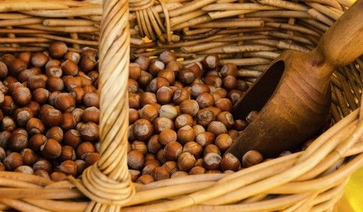 Coldiretti, annata positiva per la nocciola dell'Astigiano. C'è maggior prodotto ed è più buono