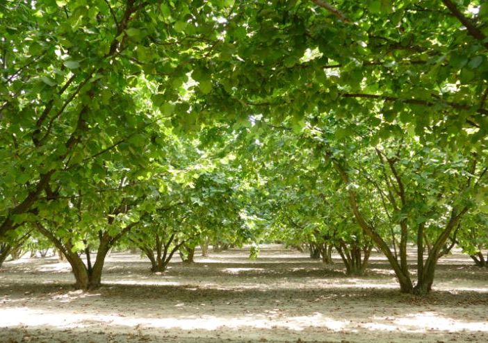 Verde pubblico, Ambiente Asti interroga l'amministrazione sul Piano del Verde