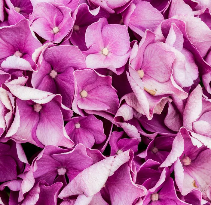 Un fiore per combattere la sclerosi multipla: questo weekend l'AISM torna in piazza