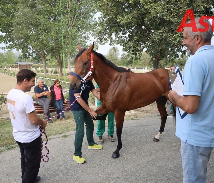 Uno dei cavalli sottoposti a visita nel corso della giornata di oggi