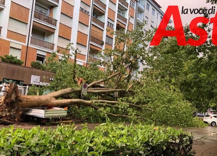 Lunedì i Verdi depositeranno un platano adulto in via Rosselli, per ricordare quello caduto durante il temporale di domenica