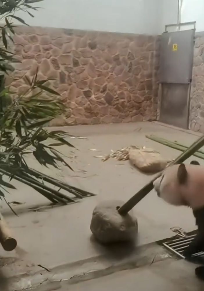 Un fotogramma del video della visita della delegazione astigiana ai panda giganti