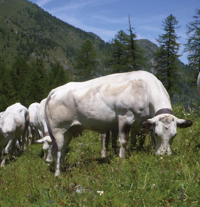 “Nutriamoci non di sintetico ma di Razza Piemontese”: Cia Asti a difesa della carne di qualità