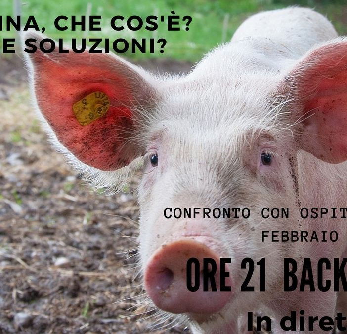 Peste suina e danni creati dagli animali selvatici. Quali le soluzioni possibili?
