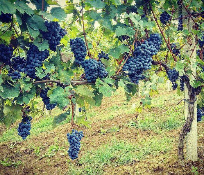 Firmata la costituzione dell’Associazione Temporanea di Imprese tra le Associazioni di Produttori, sotto la guida del Consorzio Barbera d’Asti