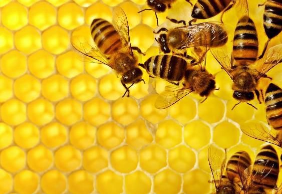 Tutela delle api: il settore Fitosanitario della Regione fornisce indicazioni sull'uso corretto dei prodotti