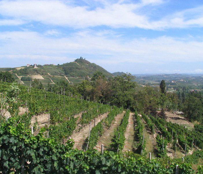 Asti Spumante e Moscato d’Asti docg: la vendemmia inizia dal primo settembre. &quot;Uve sane e di qualità&quot;