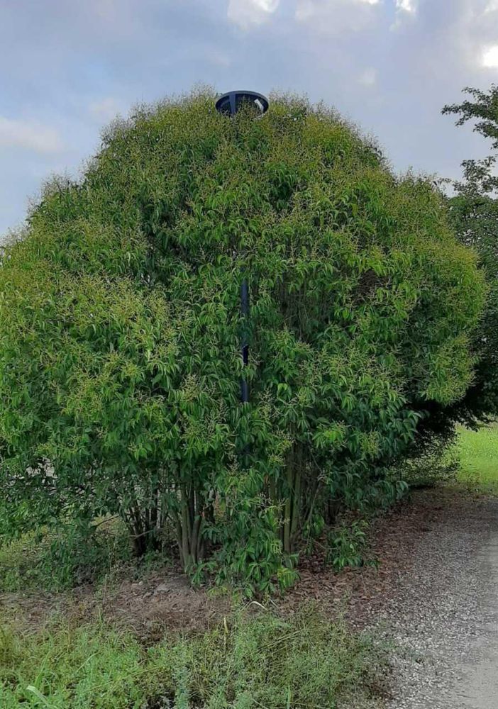 Ambiente Asti non intendeva questo, quando chiedeva di preservare il verde
