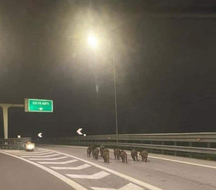 Asti: la foto dei cinghiali in autostrada è diventata virale in poche ore