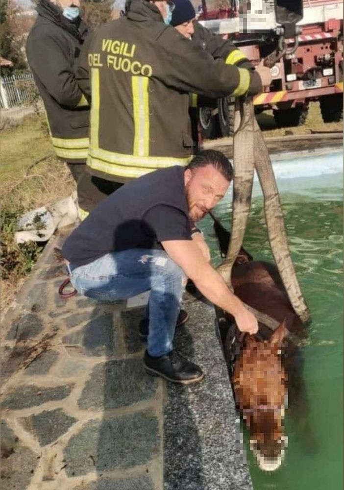 I vigili del fuoco astigiani hanno salvato un cavallo caduto in una piscina