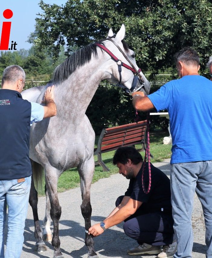 Palio, si entra nel vivo: le visite veterinarie