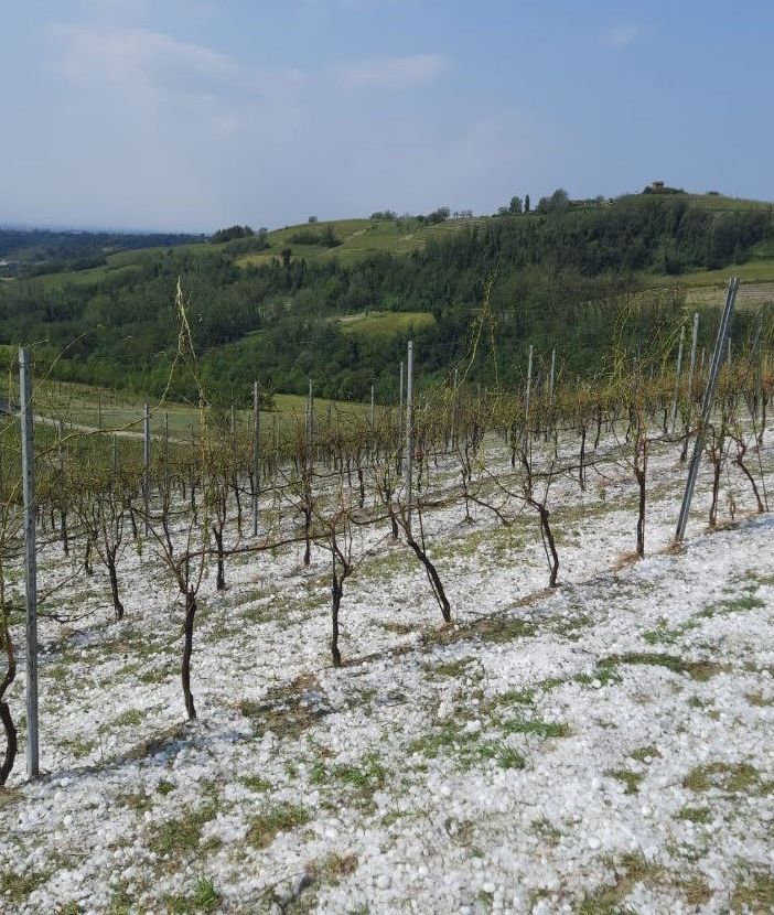 I danni ai vigneti nel nord astigiano di questa mattina (foto Dati Meteo Asti)
