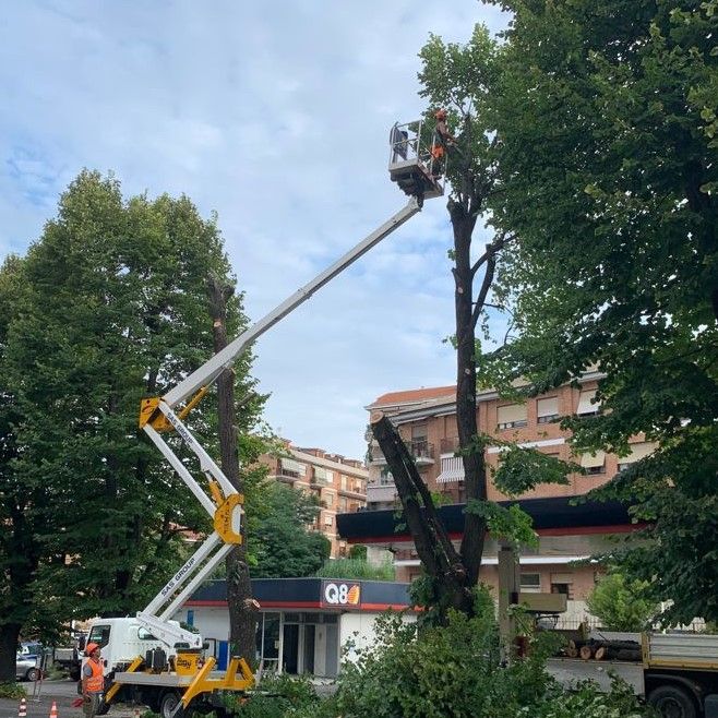 Abbattuti due tigli in corso XXV Aprile nei pressi del distributore Q8. &quot;Presentavano processi di decadimento&quot;