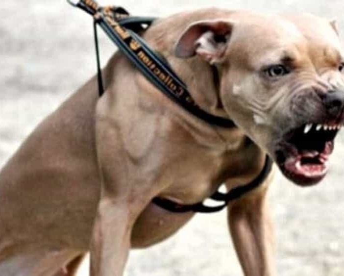 Ha perso un piede l'agente di polizia penitenziaria azzannnato da un pitbull in carcere ad Asti