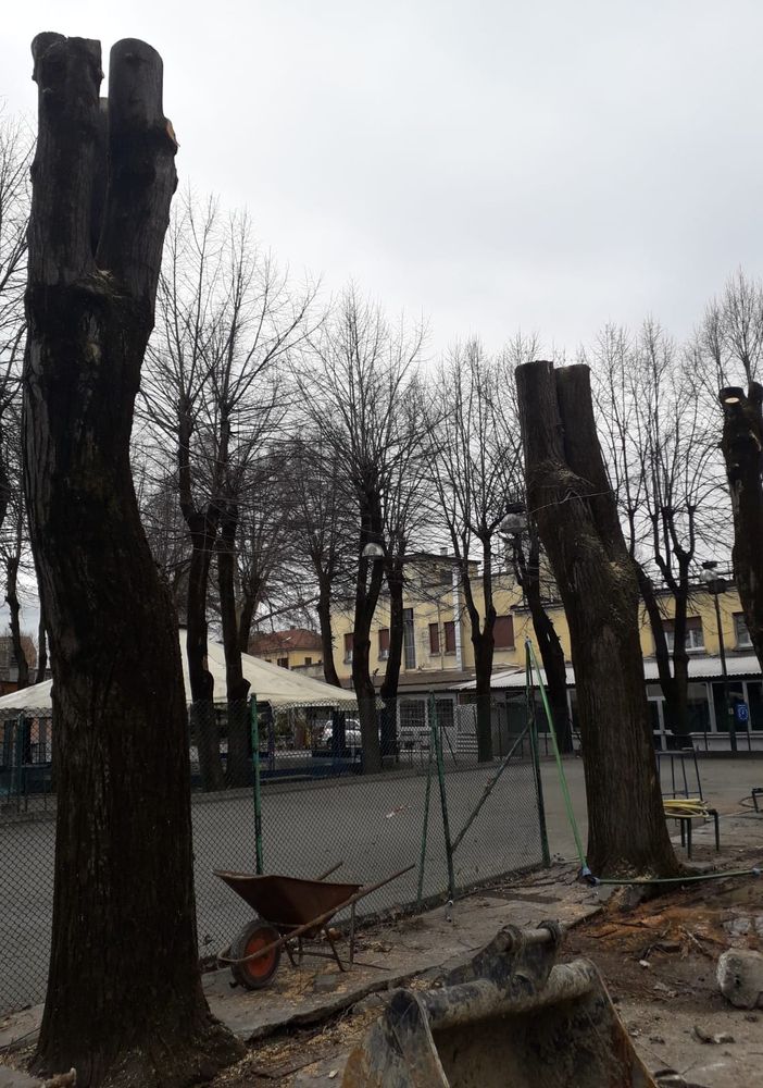 Legambiente esprime sconcerto per l'abbattimento di 12 alberi all'interno del circolo Way Assauto