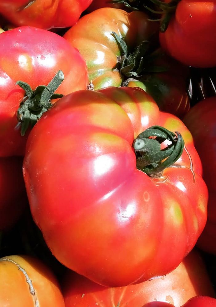 Il pomodoro Cerrato d'Asti