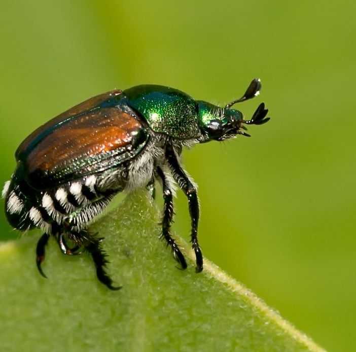 La Popillia Japonica: una minaccia per l'agricoltura piemontese, se ne discute a Coldiretti Asti