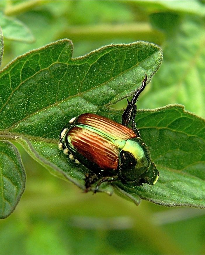 La popilia japonica