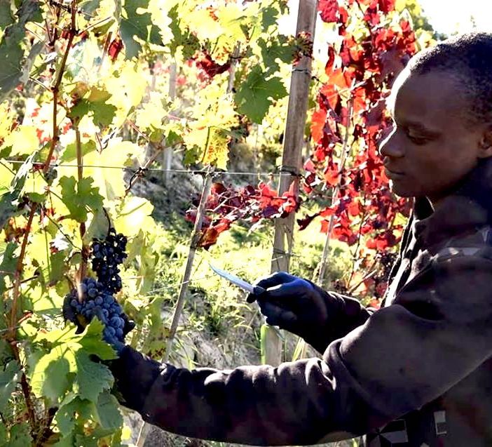 Cia Asti lancia &quot;Migranti in campo&quot;, progetto pilota con Piam per superare la carenza di manodopera