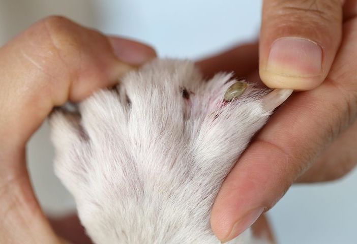 Disinfestazione delle pulci