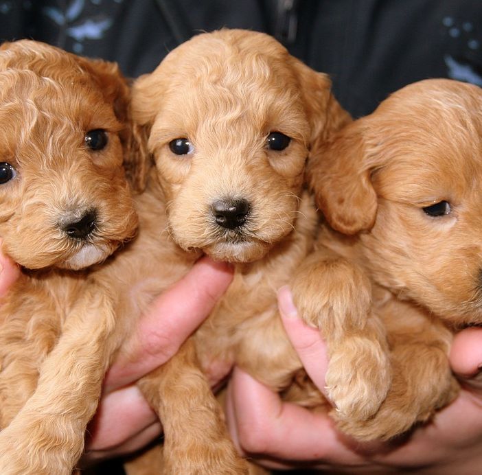 Fino a oggi, domenica 16 dicembre, anche Asti partecipa al banco farmaceutico per gli animali